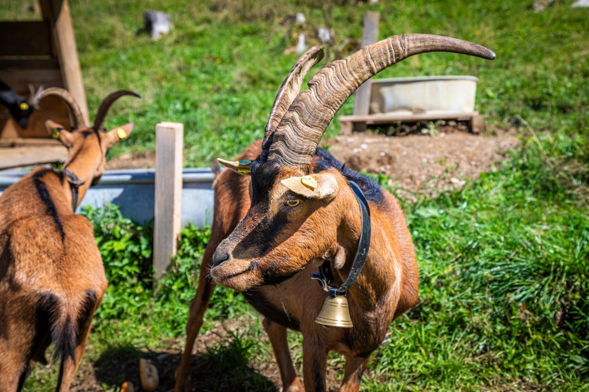 Appartamento Taurachhof Astlehen Alpendorf  Esterno foto