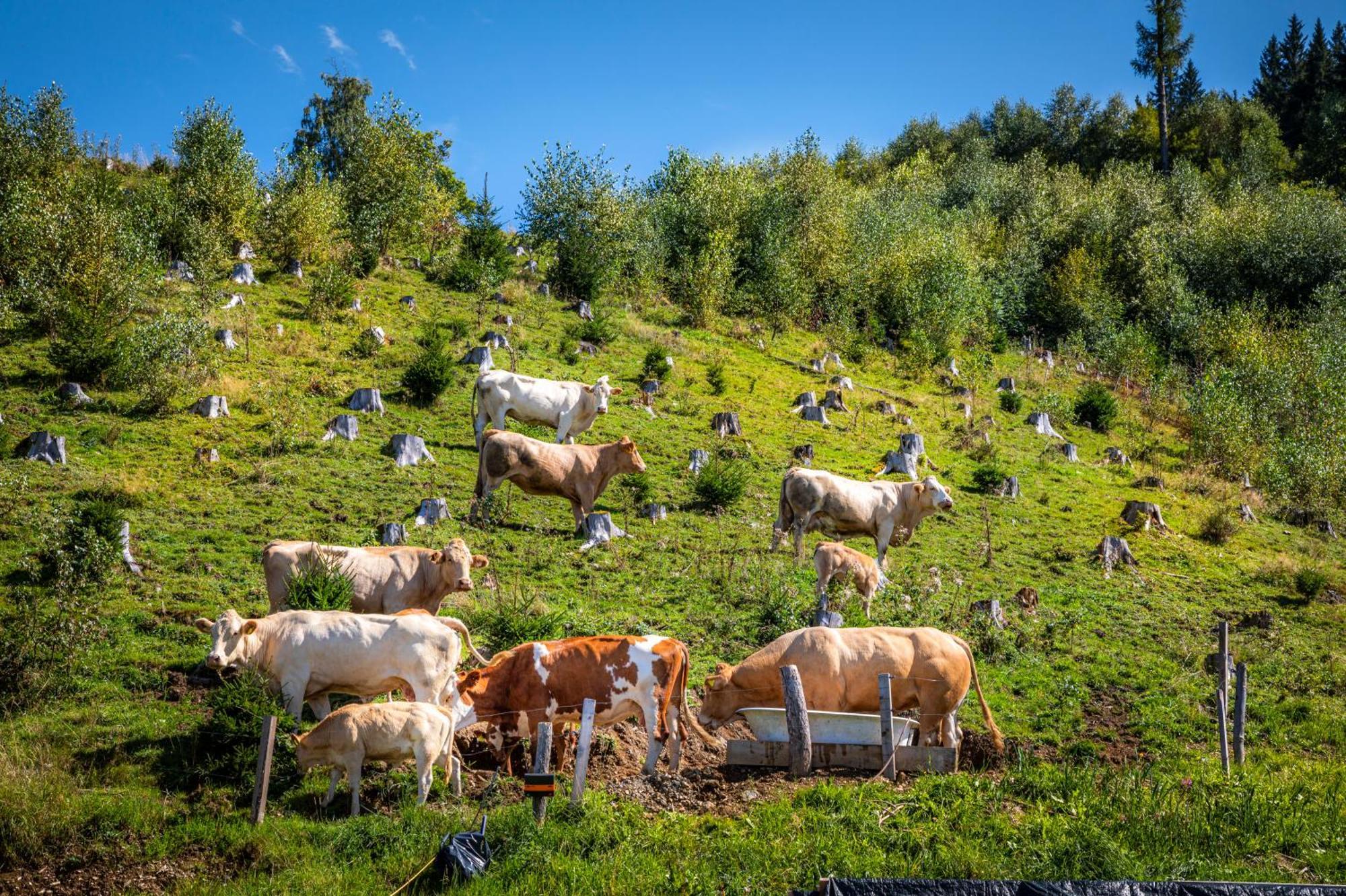 Appartamento Taurachhof Astlehen Alpendorf  Esterno foto