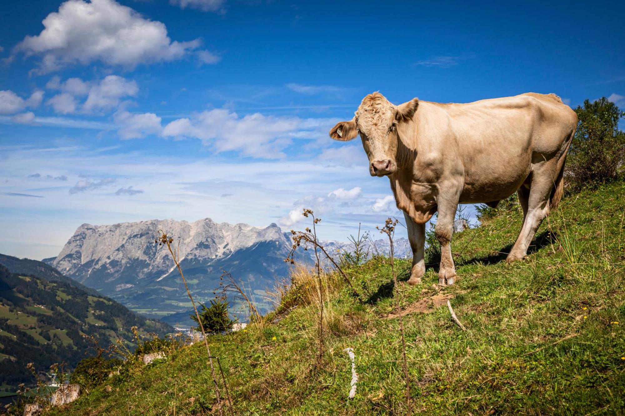 Appartamento Taurachhof Astlehen Alpendorf  Esterno foto